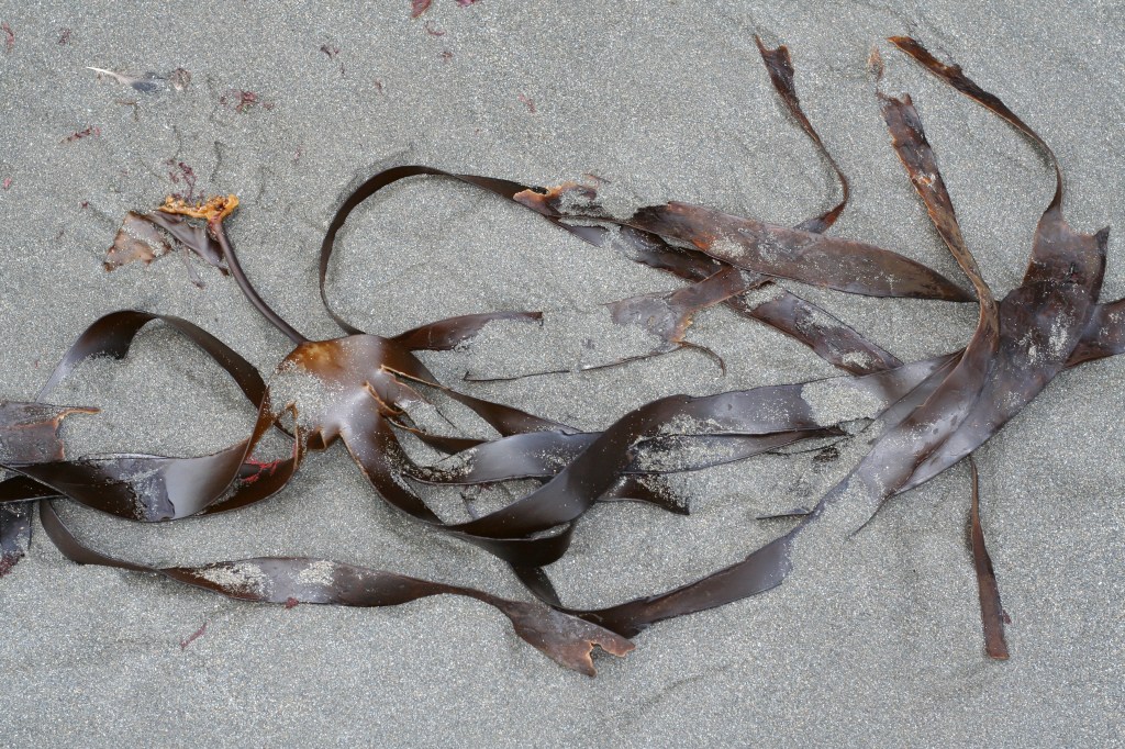 Laminaria digitata on beach
