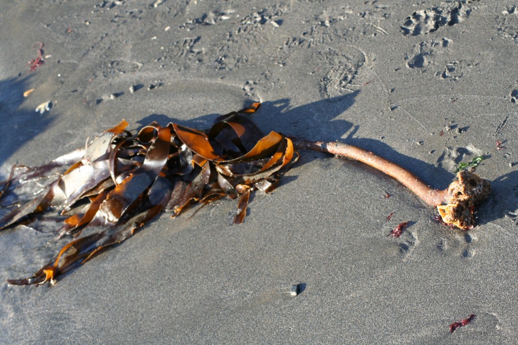 (Laminaria hyperborea) 