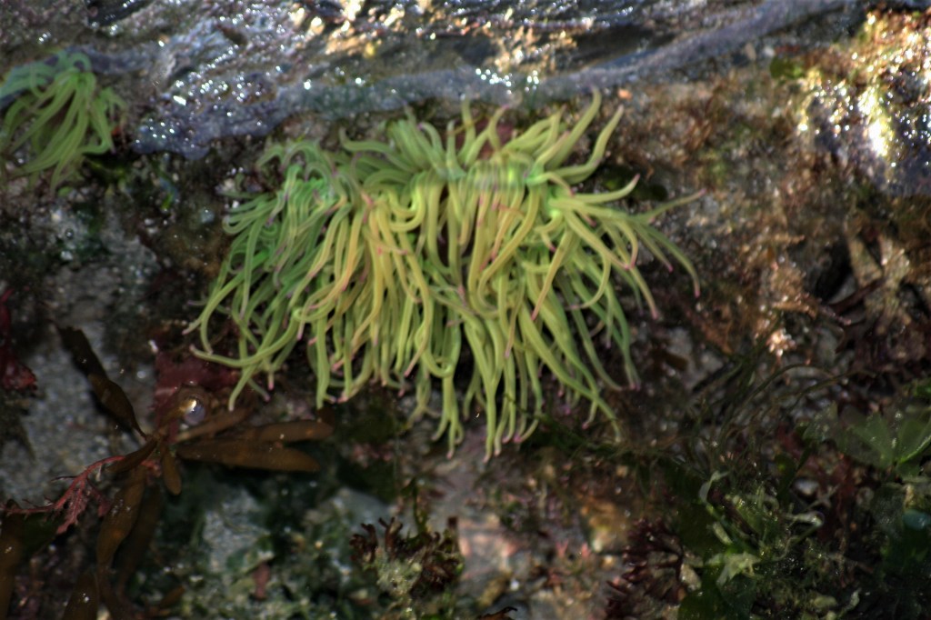 Snakelocks anenome (Anemonia viridis)