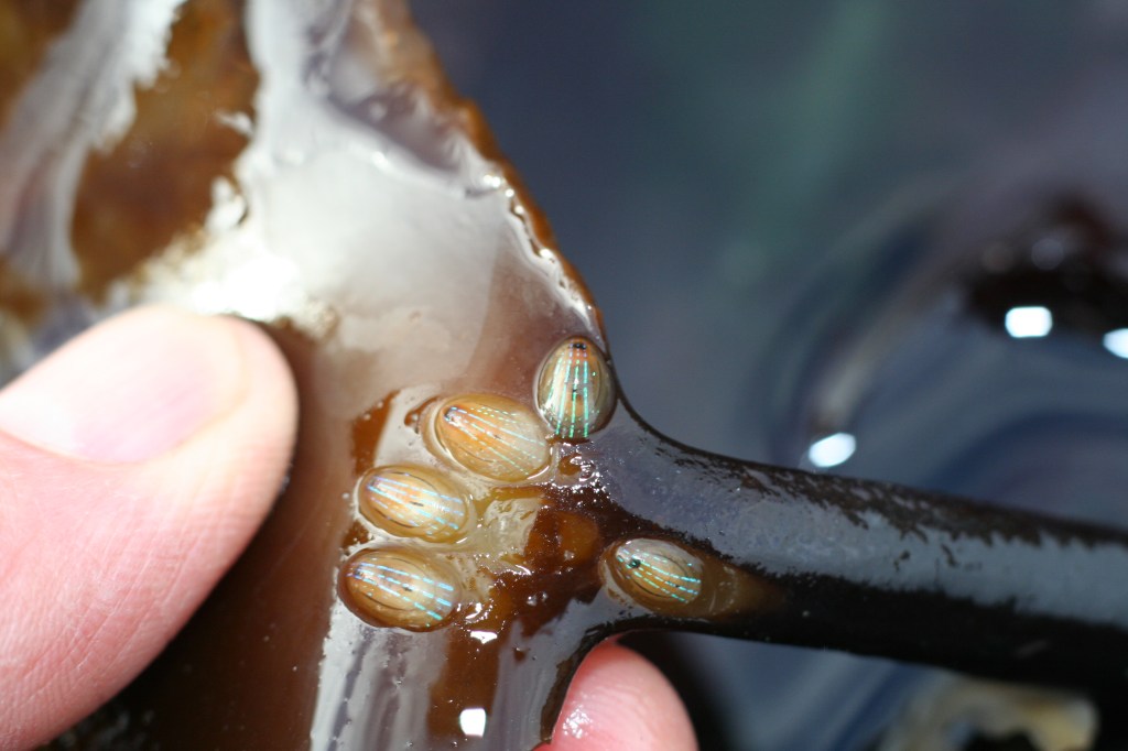 Blue-rayed limpet (Patella pellucida)
