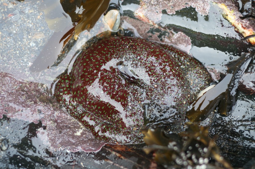 Strawberry anenome (Actinia fragacea)