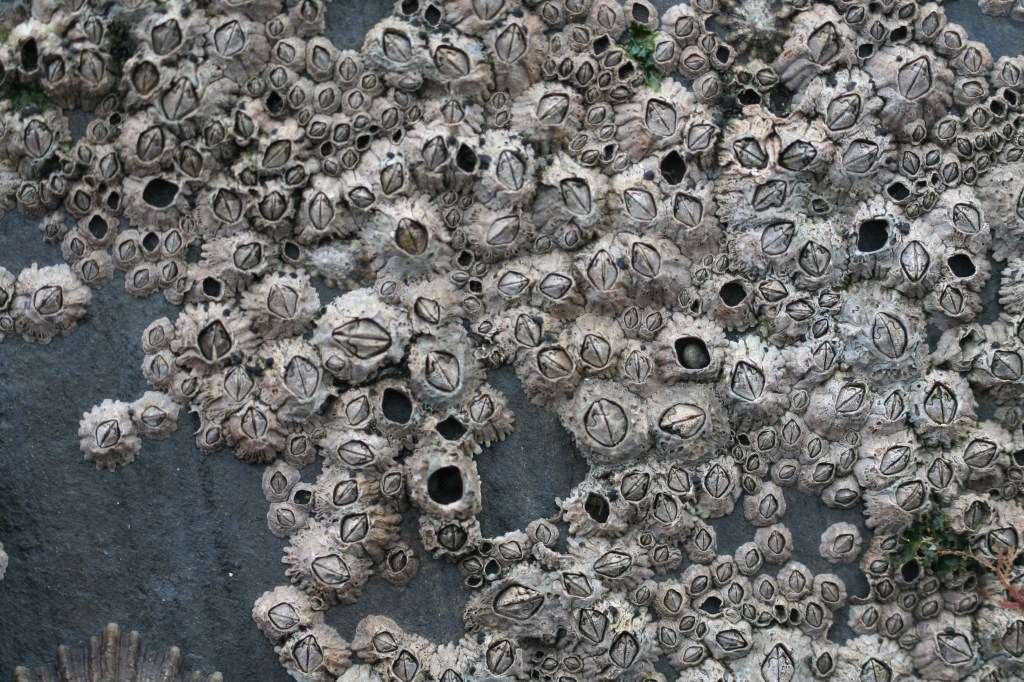 Acorn barnacle (Semibalanoides balanoides) 