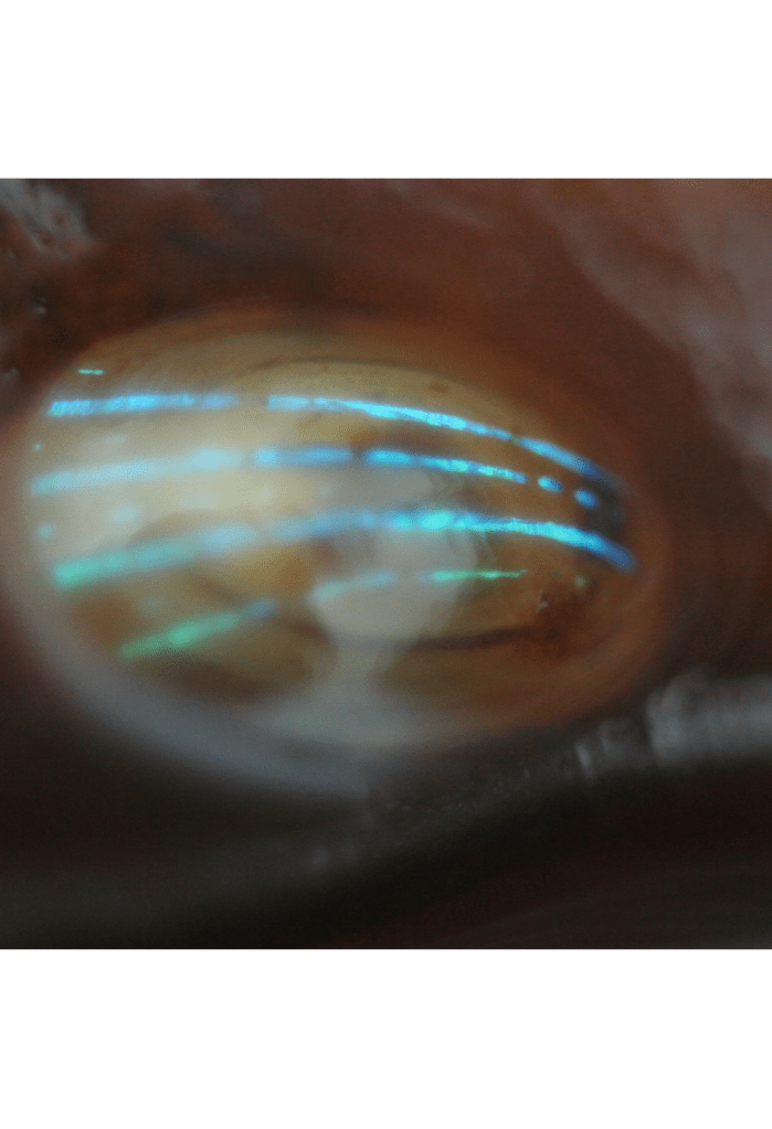 Blue-rayed limpet (patella pellucida)